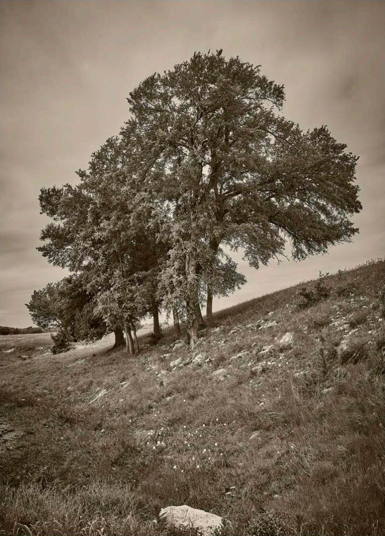 Finding Nocona — sepia photograph, 20 × 28 in